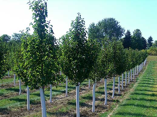 A view of some young pear after tree guards are in place