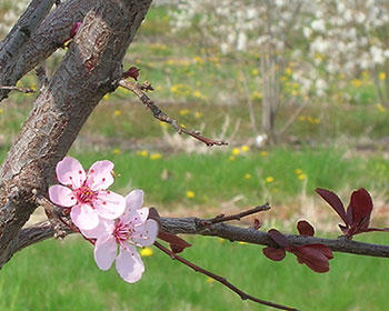Spring blossoms in our production fields